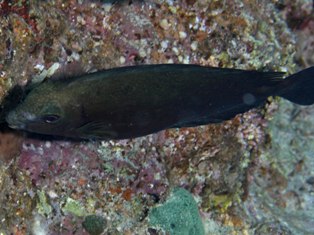 signaus luridus